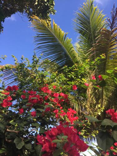 a group of palm trees and red flowers at Pousada Jardim Das Margaridas in Trancoso