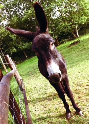 a donkey is standing next to a fence at les Chevreuils in Saint-Sylvestre-de-Cormeilles