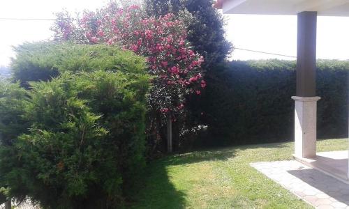 a bush with pink flowers in a yard at TERRENO DAS MIMOSAS in Aveiro