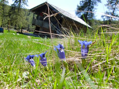 a group of purple flowers in the grass in front of a barn at Der Brunnerhof in Mühlbach