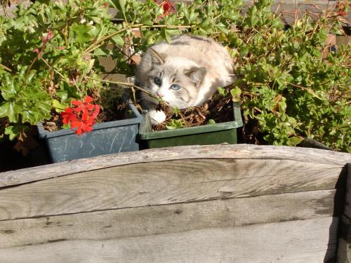 a cat sitting in a pot of flowers at Der Brunnerhof in Mühlbach