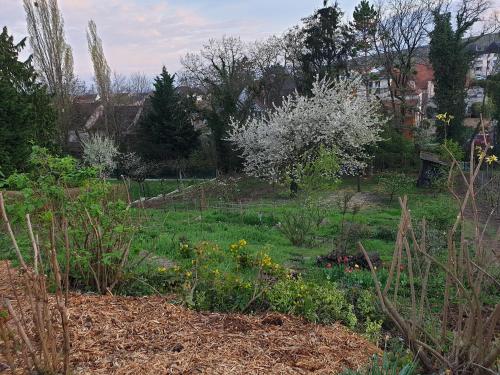 a garden with a lot of plants and flowers at La maison de Paul in Mittelwihr