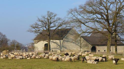 a herd of sheep in a field in front of a church at Logis Pastis in Maastricht