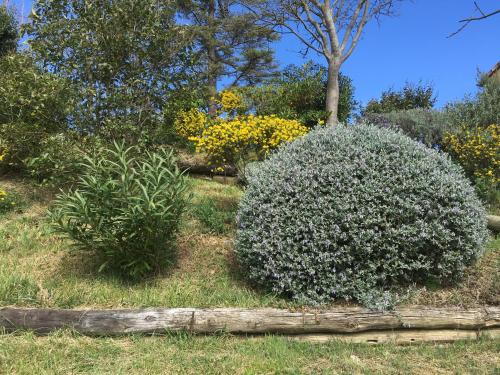 a couple of bushes in a garden at Les gîtes du Canal du midi - Gîte Bois & Cailloux in Montgaillard-Lauragais
