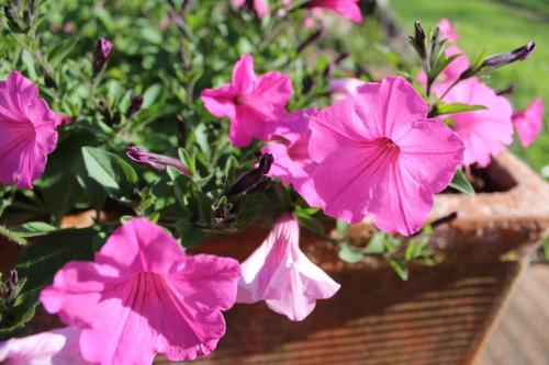 a bunch of pink flowers in a basket at B&B Villa Sbaraglia in Alatri