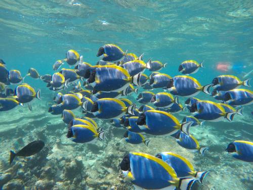 a group of fish swimming in the water at Sea View Villa Ukulhas in Ukulhas