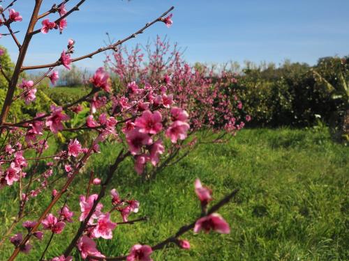 a flowering tree with pink flowers in a field at Casa da Paz in Cedros