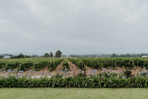 a farm with a field of plants and trees at Cana Vineyard Guesthouse in Paarl