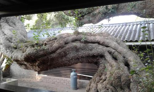 a large uprooting tree stump with a water bottle at Woodbourne Resort in Knysna