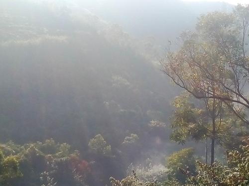a misty forest with trees in the background at Green Gregory Villa Nuwara Eliya in Nuwara Eliya