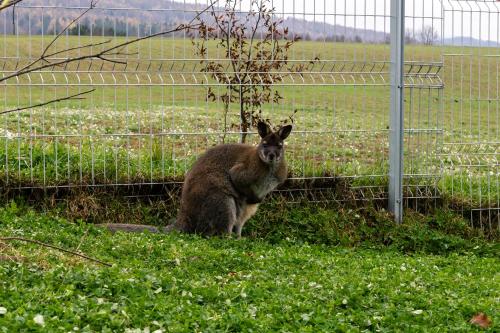 モーテルの敷地内または近くにいる動物