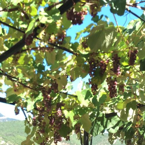 a bunch of red grapes hanging from a tree at Appartement Clôt de Félines in Entrevaux