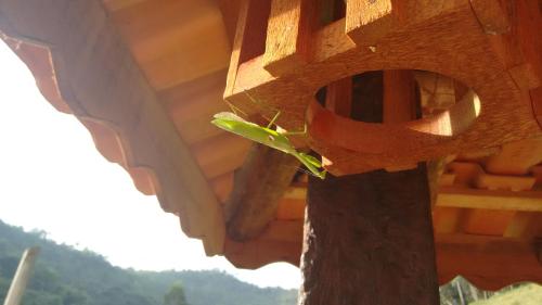 a green plant is growing out of a bird house at POUSADA BELA HELENA in Visconde De Maua