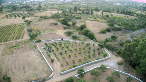 Gallery image of Theofilos Appartements in Livadi