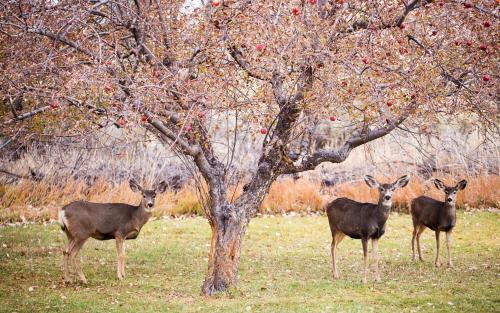 three deer standing in front of a tree at Castle Valley Inn in Moab