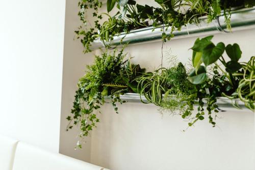 a bunch of plants hanging on a wall at Wake Up Wellness Hostel in Brno