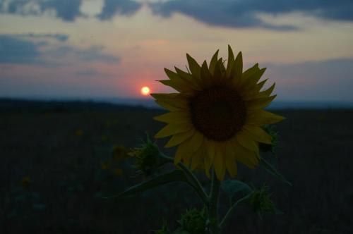 a sunflower in a field with the sunset in the background at Онгъл запад in Kŭrpachevo