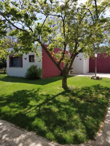 a tree in the yard of a house at יופי של אירוח בעמיעד in Ammiad