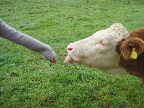 a cow sticking its tongue out at a persons hand at Almbauernhof in Ruhpolding