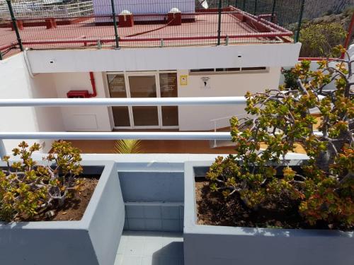 a view from the top of a building with two plants at APT with terrace facing Amadores beach in Amadores