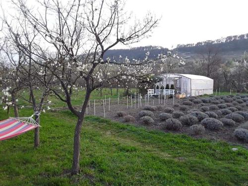 un albero in un campo con un edificio sullo sfondo di Lavander Garden Camping a Răscruci