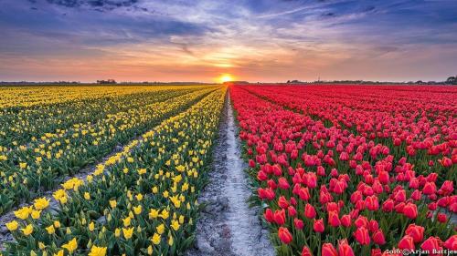 a field of tulips with the sunset in the background at Paradise in Dirkshorn