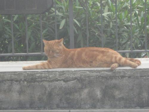 un gato anaranjado sobre una cornisa de hormigón en Il Giuggiolo, en Calco