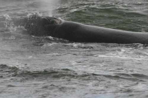 a whale swimming in the water at Lavender Manor Guest Lodge in Hermanus