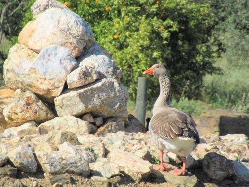 a duck standing next to a pile of rocks at Agro-Turismo Monte da Galega in Mina de São Domingos
