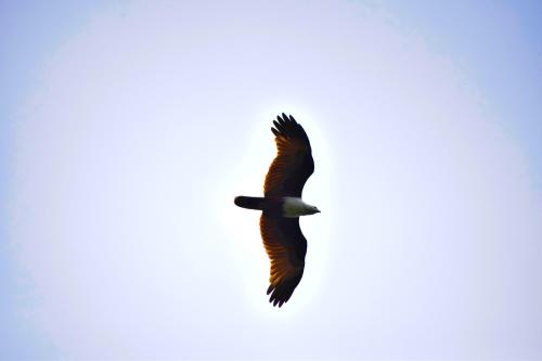 a bird flying in the sky at Hotel Birds View in Tissamaharama