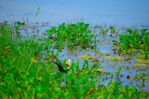 a swamp filled with lots of plants and grass at Hotel Birds View in Tissamaharama