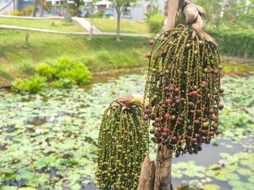 a bunch of fruit hanging from a tree at Le Palais Juliana in Luang Prabang