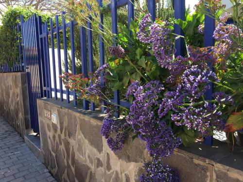 un montón de flores púrpuras colgando de una cerca azul en Meloneras ideal, en Meloneras