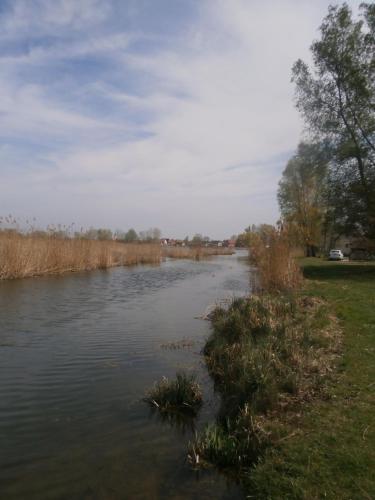 a river with some grass and weeds in the water at Lipót-Haus in Lipót