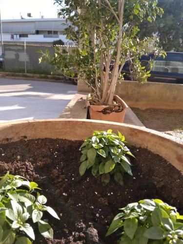 a garden with a tree and plants in it at Spyros Studio in Nafplio