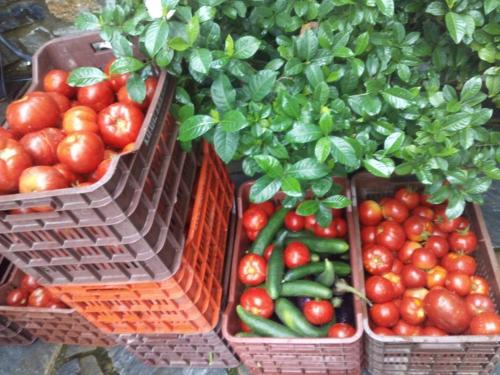 three baskets of tomatoes and peppers on display at Dimosthenis Karastamatis Rooms in Xorychti