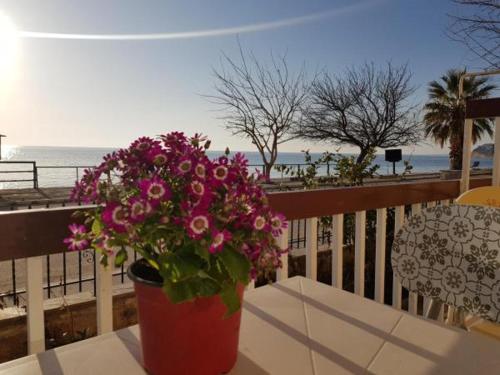 a pot of flowers sitting on a table on a balcony at kristina family home in Nea Iraklia