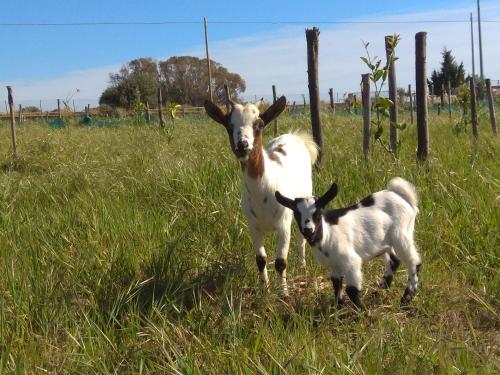 Animales en el bed & breakfast o alrededores