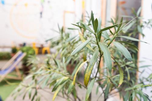 a plant with green leaves in a room at SLO Hostel Lyon Saxe in Lyon