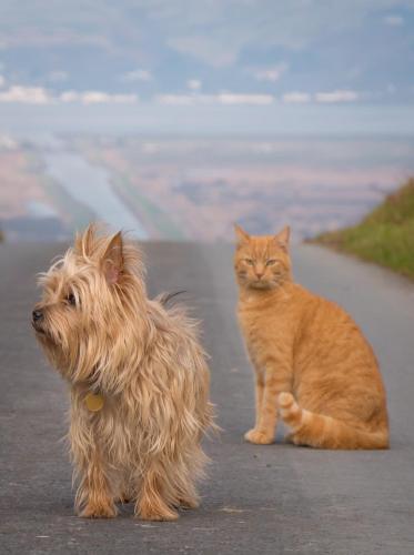 an orange dog and a cat sitting on a road at Enlli Fach cabin sleep's 2 adults and 2 children 2 dogs welcome not suitable for contract workers due to parking height restrictions in Borth