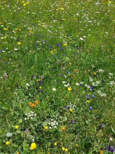 a field full of flowers in the grass at Haus Ploner - Pichlerhof in Chienes