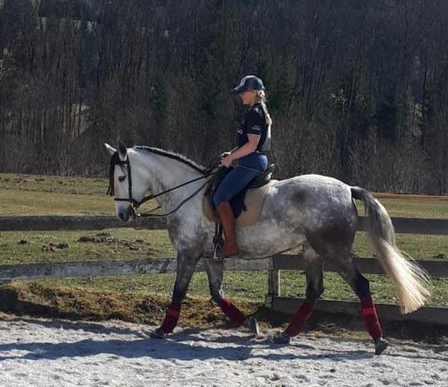 Loomad apartemendi aladel või selle läheduses