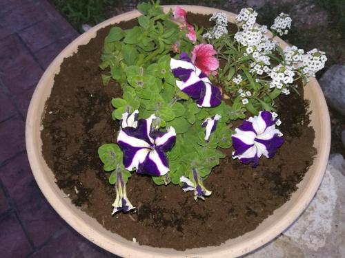 a potted plant with purple and white flowers in it at La Villa "Casa di Lydia" in Gavalochori