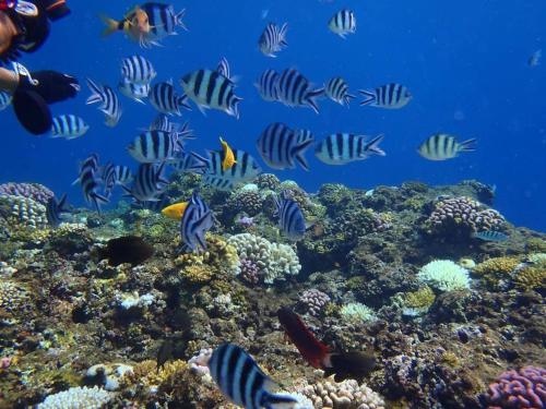 アパートメントの敷地内または近くにいる動物