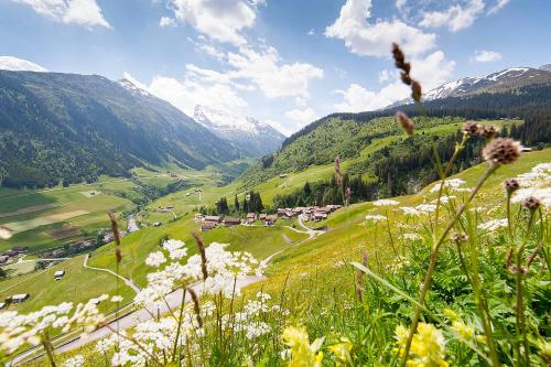 a field of flowers with mountains in the background at Hotel Cuntera in Curaglia