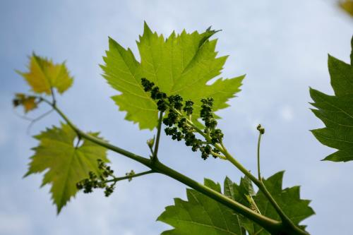 a branch of a tree with green leaves at Casa Flora 3-minutes’ walk from the beach in Novigrad Istria