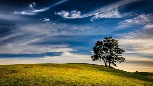 a tree sitting on top of a green hill at Complejo Pehuen Lago Lanalhue in Cañete