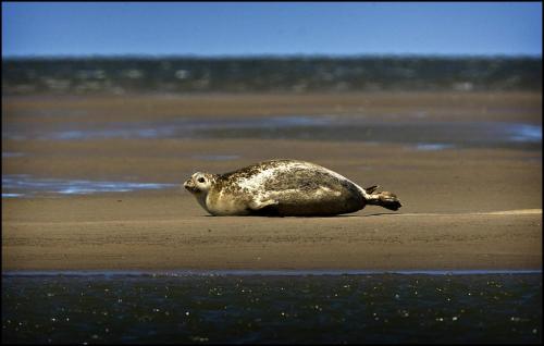 a seal laying on the sand on a beach at Het Huis van de Wadden in Den Oever