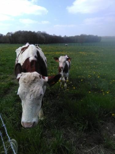 two cows are standing in a field of grass at ferme pedagogique des pennetieres in Montcorbon