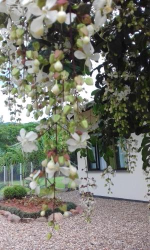 a tree with white flowers in front of a building at Familien Haus Pousada in Pomerode